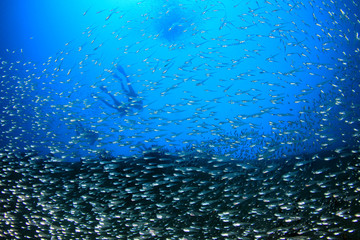 Scuba divers exploring coral reef underwater