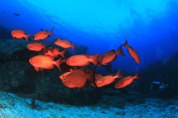 Fototapeta na wymiar Underwater fish on coral reef in ocean