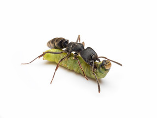 Extreme close-up image of Pachycondyla rufipes worker ant killing and transporting dead green worm on white background
