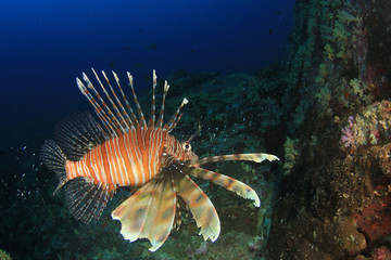 Fototapeta na wymiar Underwater fish on coral reef in ocean