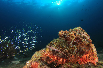 Scorpionfish fish