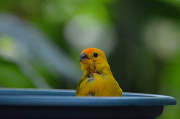 Yellow bird in the dish
