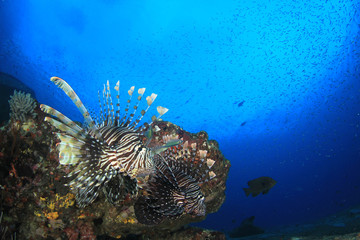 Lionfish fish