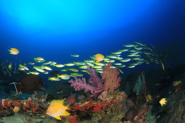 Naklejka na ściany i meble Underwater fish on coral reef in ocean