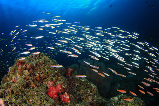 Underwater fish on coral reef in ocean
