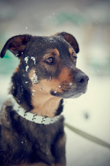 Portrait of not purebred dog