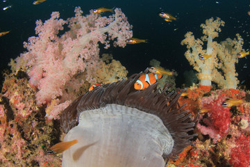 Fish on coral reef. Clownfish anemonefish anemone