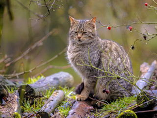 Wild cat looking relaxed © creativenature.nl