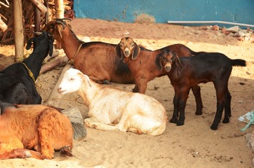 Chevreaux dans la campagne du Tamil Nadu (Pr&egrave;s du port de p&ecirc;che de Mah&auml;balipuram)