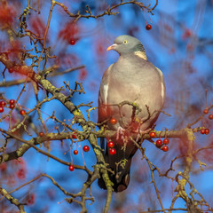Wood pigeon feeding on berries