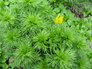 Frühlings-Adonisröschen