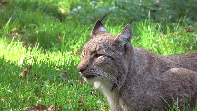 Luchs, Europ&auml;ischer Luchs, Lynx, Pinselohren, Wildkatze, Wildtier, Verhalten, 4K