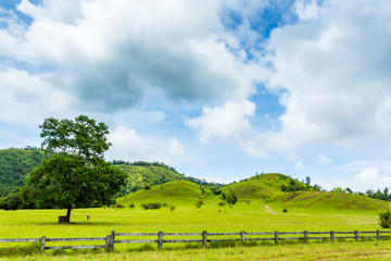 field of spring grass ,cow and mountain.