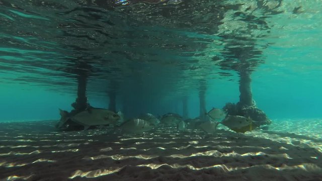 Orangespotted Trevally (Carangoides bajad) swims under pier, Red sea, Marsa Alam, Egypt
