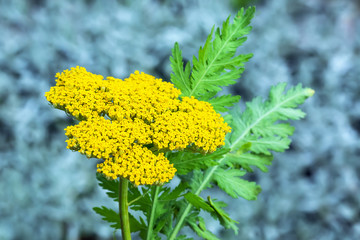 Achillea filipendulina © Starover Sibiriak