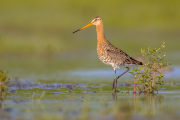 Majestic Black-tailed Godwit wader bird majestically standing looking in the camera
