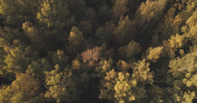 Aerial backward tilt flight over autumn trees in forest