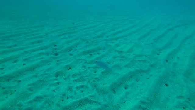 Strong-spined Silver-biddy (Gerres longirostris) swims over sandy bottom, Red sea, Marsa Alam, Abu Dabab, Egypt
