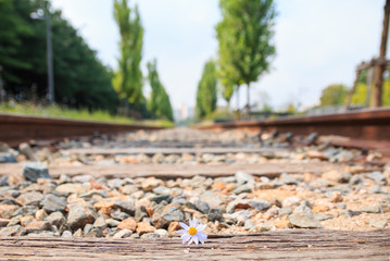 flower on the railway