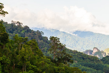 tropical rainforest in thailand.