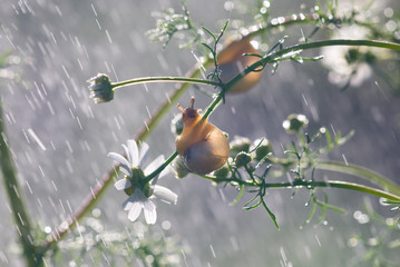 Close up photography of snail in nature © oleg