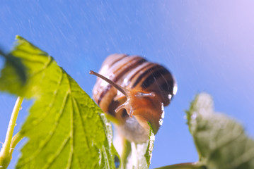 Close up photography of snail in nature © Rainbow7