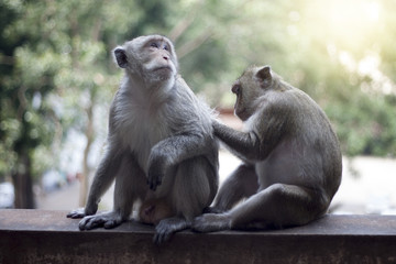 Monkeys help eliminate the animal on the skin.