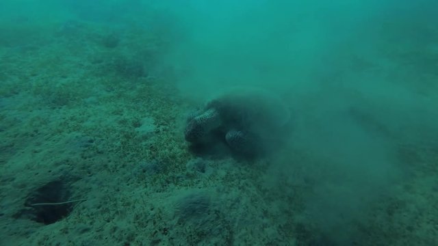 Female Green Sea Turtle (Chelonia mydas) eats the sea grass on a muddy bottom, Red sea, Marsa Alam, Abu Dabab, Egypt
