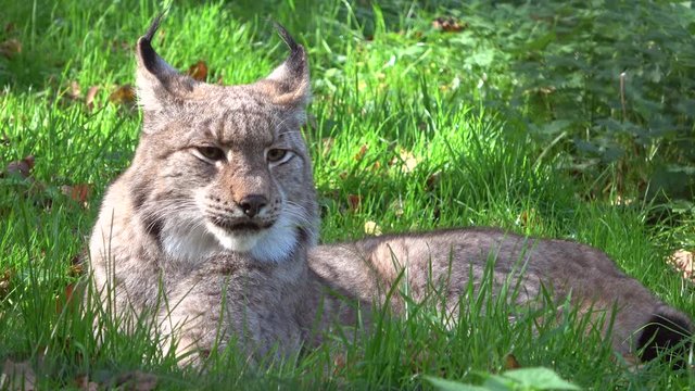 Luchs, Europ&auml;ischer Luchs, Lynx, Pinselohren, Wildkatze, Wildtier, Verhalten, 4K