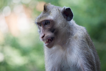 portrait of monkey with green nature for background.
