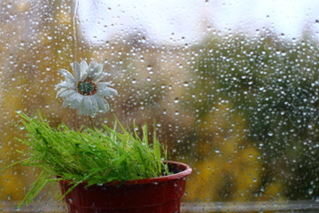 rain on the street . a lone flower stands outside the window. on the glass a lot of water drops.a strong wind shakes the trees. autumn .