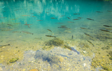 Flock of trout in the clear river