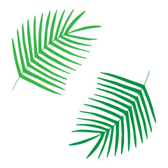 Palm leaves, tropical leaf vector illustration doodle drawing, isolated on white background.