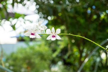orchid