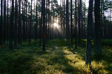 dark and moody forest trees at late evening