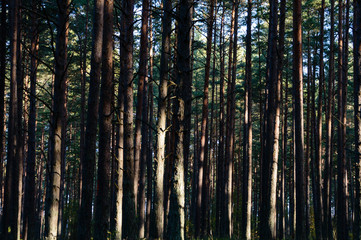 dark and moody forest trees at late evening