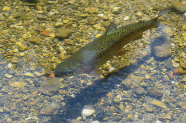 Rainbow trout in clear water