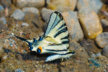 Macro photography of butterfly in nature 