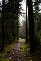 dark and moody forest trees at late evening