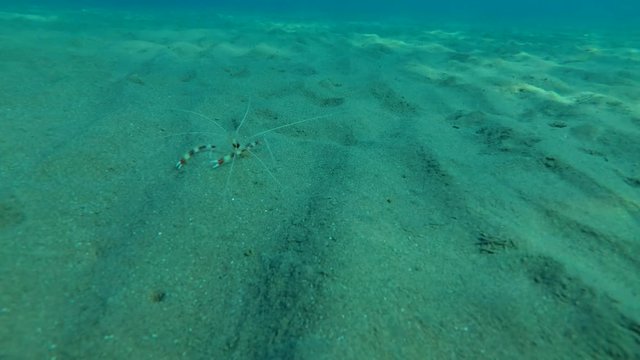 Banded Coral Shrimp (Stenopus hispidus) on sandy bottom, Red sea, Marsa Alam, Abu Dabab, Egypt
