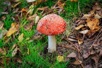 A Toadstool