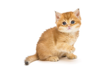 Obraz premium Mały pomarańczowy kotek rasy brytyjskiej