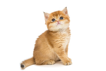 Obraz premium Little orange kitten of the British breed
