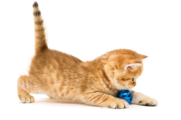 Kitten playing with a Christmas toy