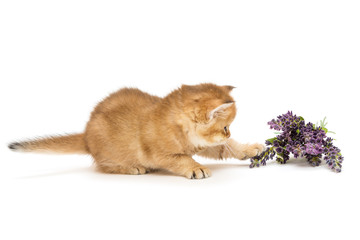 Kitty breed of British plays with lavender