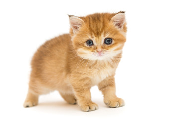 Little orange kitten of the British breed