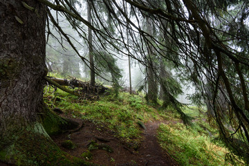 Misty wet morning in the woods. forest with tree trunks and tourist trails