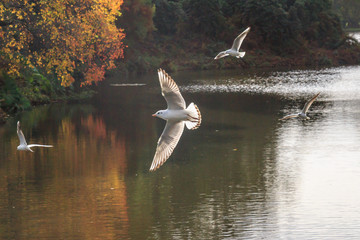 Birds in Flight over a Lake