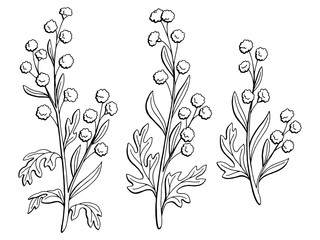 Artemisia plant graphic black white isolated sketch illustration vector  - obrazy, fototapety, plakaty
