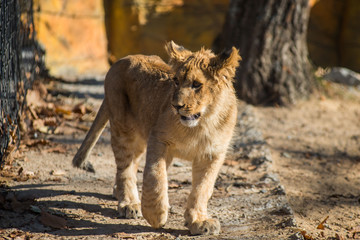 Close up portrait off beautiful little lion
